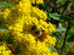 bee on flower by Shawn Radcliffe, CYT