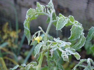 tomato plant - frost