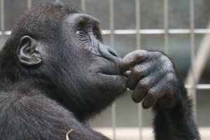 ape, thinking, non-human primate