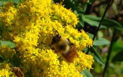 Humming Bee Breath (Bhramari Pranayama)
