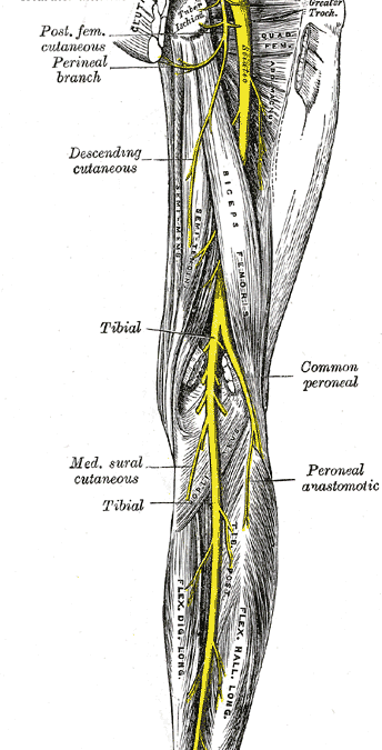 Sciatica and Piriformis Workshop